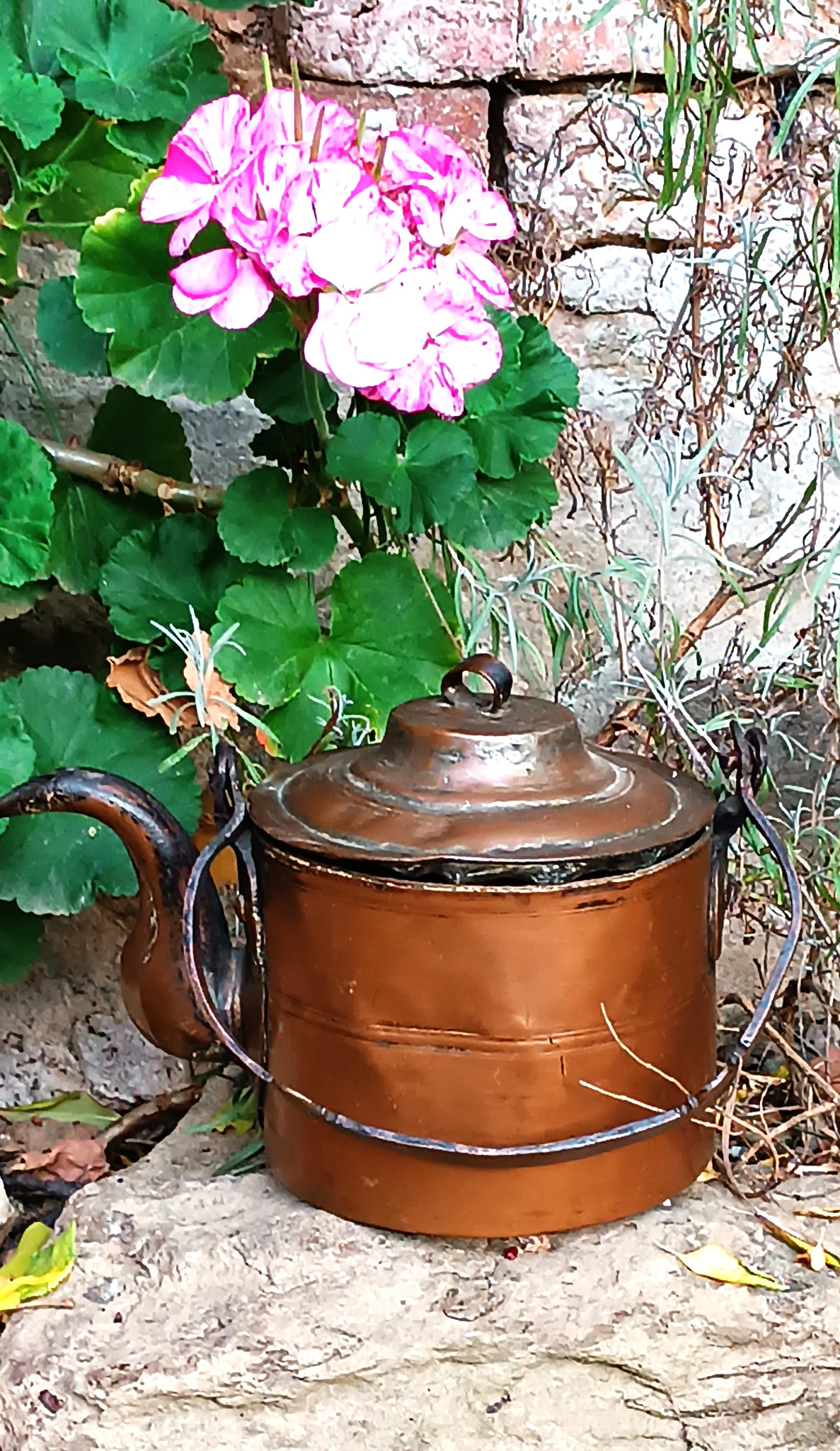 Antique copper gooseneck kettle with iron handle and stepped lid displayed beside pink geranium flowers in a rustic garden